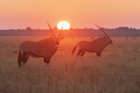 Botswana, Kalahari, Zentral Kalahari Wildschutzgebiet, Großer Kudus bei Sonnenaufgang, Tragelaphus strepsiceros - FOF10247