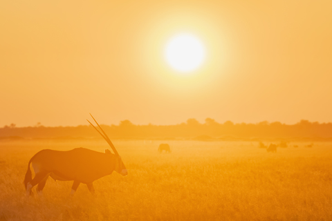 Botswana, Kalahari, Zentral Kalahari Wildschutzgebiet, Großer Kudu bei Sonnenaufgang, Tragelaphus strepsiceros, lizenzfreies Stockfoto