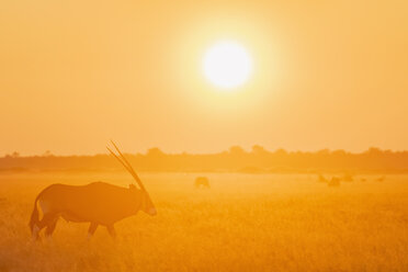 Botswana, Kalahari, Zentral Kalahari Wildschutzgebiet, Großer Kudu bei Sonnenaufgang, Tragelaphus strepsiceros - FOF10248