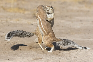 Botswana, Kalahari, Zentral Kalahari Wildschutzgebiet, Ungestreifte Erdhörnchen, Xerus rutilus - FOF10249