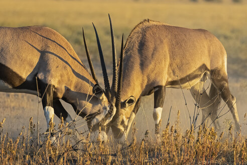 Botswana, Kalahari, Zentral Kalahari Wildschutzgebiet, Großer Kudus, Tragelaphus strepsiceros - FOF10250