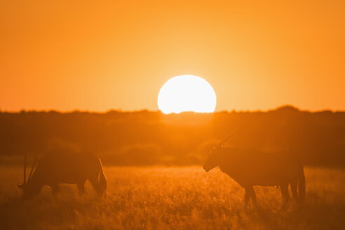 Botswana, Kalahari, Zentral Kalahari Wildschutzgebiet, Großer Kudus bei Sonnenuntergang, Tragelaphus strepsiceros - FOF10251