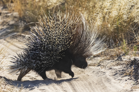 Botswana, Kalahari, Zentral Kalahari Wildschutzgebiet, Altweltstachelschwein, Hystricidae, lizenzfreies Stockfoto