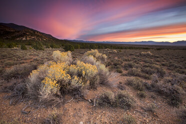 Sagebrush in bloom, central Nevada - AURF02385