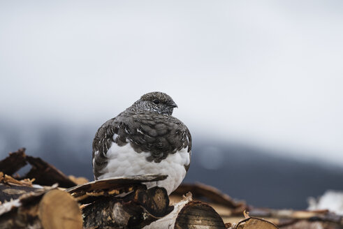 Alpenschneehuhn auf Holzstapel bei der S├ñlka-Hütte, Kungsleden-Weg, Lappland, Schweden - AURF02405