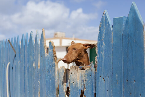 Portrait of a greyhound dog - AURF02414