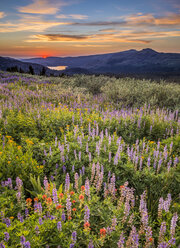 Wildblumenfeld bei Sonnenuntergang am Carson Pass, High Sierra Kalifornien - AURF02442