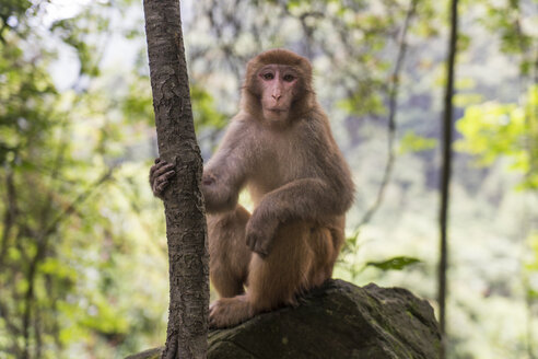 China, Provinz Fujian, Porträt eines Affen im Niumu-Wald - KKAF01480