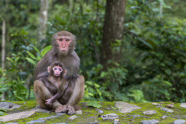 China, Provinz Fujian, Porträt von zwei Affen im Niumu-Wald, Mutter mit Jungen - KKAF01483