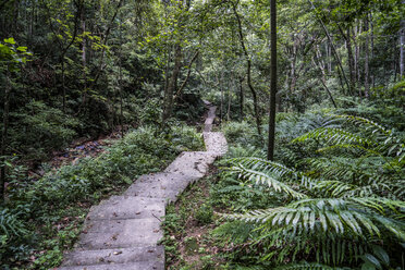 China, Provinz Fujian, Niumu-Wald - KKAF01484