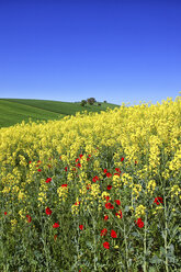 Rapsfeld in Guadalajara: Blumen im Frühling, Kastilien-La Mancha, Spanien - AURF02451