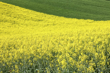 Rapsfeld in Guadalajara: Blumen im Frühling, Kastilien-La Mancha, Spanien - AURF02452