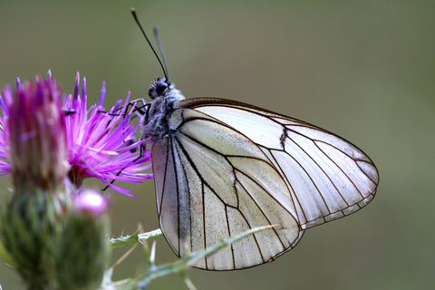 Detail eines Schmetterlings im Naturpark Alto Tajo, Guadalajara, Spanien, lizenzfreies Stockfoto