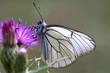 Detail eines Schmetterlings im Naturpark Alto Tajo, Guadalajara, Spanien - AURF02455