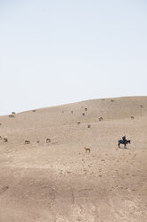 Marokko, Wüste, Schafherde - MMAF00506