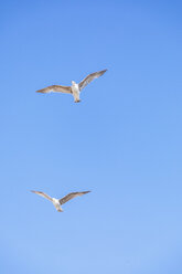 Fliegende Möwen, blauer Himmel - MMAF00517