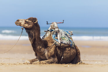 Marokko, Kamel am Strand liegend - MMAF00532