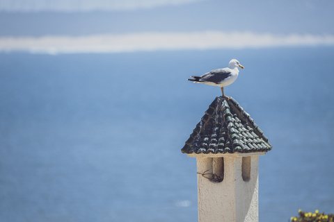 Marokko, Möwe auf dem Schornstein, lizenzfreies Stockfoto