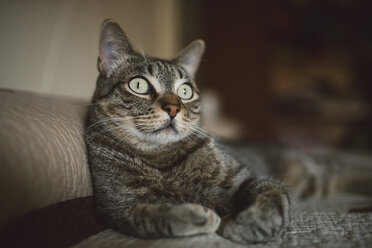 Porträt einer getigerten Katze - RAEF02122