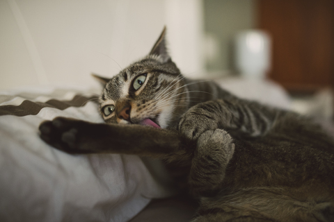 Lying cat licking a paw stock photo