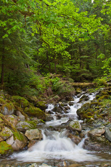 North Vancouver Forest. - AURF02518