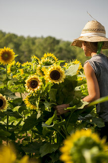 Teilansicht eines Landarbeiters, der auf einem Feld biologisch angebaute Sonnenblumen erntet. - AURF02529