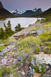 Spring flowers and Saint Mary Lake from rising sun point, Glacier National Park, Montana - AURF02558
