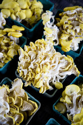 Reihen von essbaren gelben Austernpilzen in Kisten auf einem Bauernmarkt - AURF02568