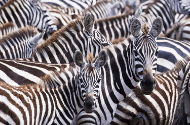 Eine Gruppe von Zebras (Equus quagga) in der Masai Mara in Kenia. - AURF02660