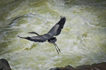 Ein Blaureiher fliegt über die Great Falls des Potomac River - AURF02666