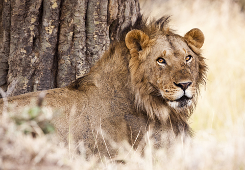 Ein männlicher Löwe (Panthera leo) ruht sich in der Masai Mara in Kenia aus., lizenzfreies Stockfoto