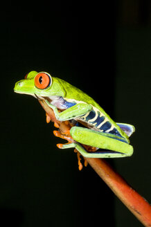 Tropischer Rotaugenlaubfrosch (Agalychnis callidryas) auf einer Heliconia-Pflanze - AURF02780