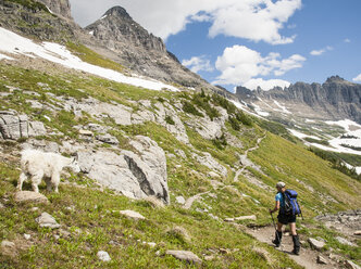 Frau beim Wandern auf dem Highline Trail mit Bergziege - AURF02809