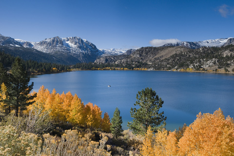 Gelbe Herbstpappeln mit schneebedeckten Bergen und dem June Lake in den Sierra Mountains in Kalifornien, lizenzfreies Stockfoto