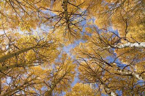 Gelbe Espenbäume im Herbst in der Sierra in Kalifornien - AURF02863