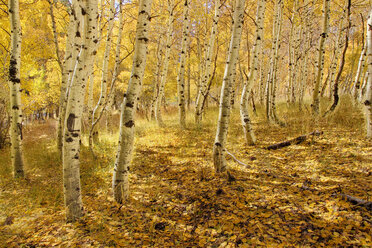 Gelbe Espenbäume im Herbst in der Sierra in Kalifornien - AURF02864