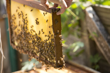 A beeswax honeycomb frame crawling with honeybees from a beehive - AURF02889