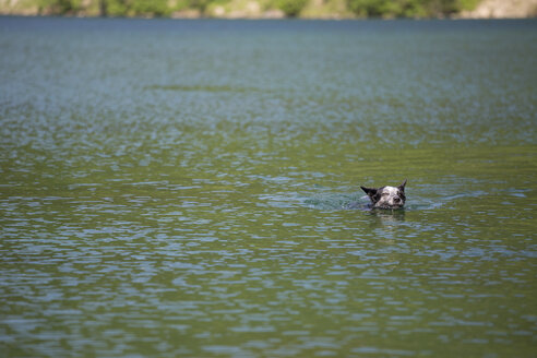 Ein Hund schwimmt in einem Alpensee. - AURF02924