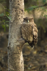 Ein Brauner Fischkauz (Bubo zeylonensis) in Bandhavgarh, Indien. - AURF02929