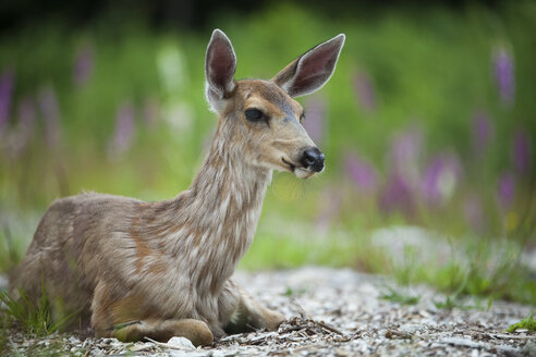 Baby-Schwanzhirsch sitzt auf einer Lichtung. - AURF02970