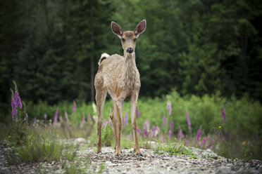 Baby Black-tailed Deer stands in a clearing. - AURF02971