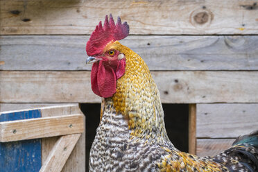 Ausgewachsenes männliches Huhn, Bielefelder Rasse-Hahn auf einem Geflügelhof mit Freilandhaltung, - AURF02982