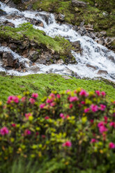 Alpenblumen im Regen im Devero-Nationalpark, Ossola, Italien. - AURF02997