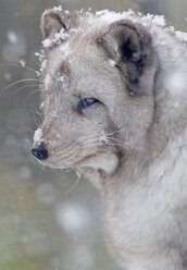 Polarfuchs Alopex lagopus, Erwachsener Fuchs im Schneefall (in Gefangenschaft) Highland Wildlife Park - AURF02999