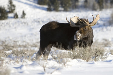 Elchbulle an der Moose Junction, Grand Teton National Park, Wyoming - AURF03005