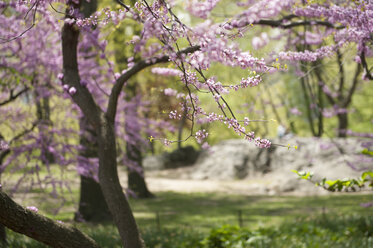 Central Park, New York City, im Frühling. - AURF03011