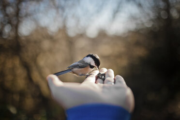 Vogel sitzt auf der Hand. - AURF03022