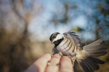 Vogel landet auf menschlicher Hand. - AURF03023