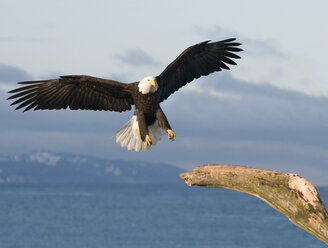 Bald Eagle (Haliaeetus leucocephalus) - AURF03038