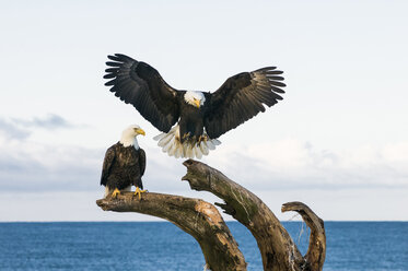 Bald Eagle (Haliaeetus leucocephalus) - AURF03039